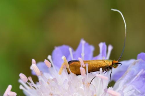 Nemophora metallica